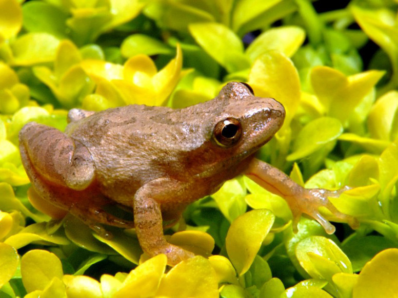 The Little Frogs From the Moon – Falmouth Jewish Congregation